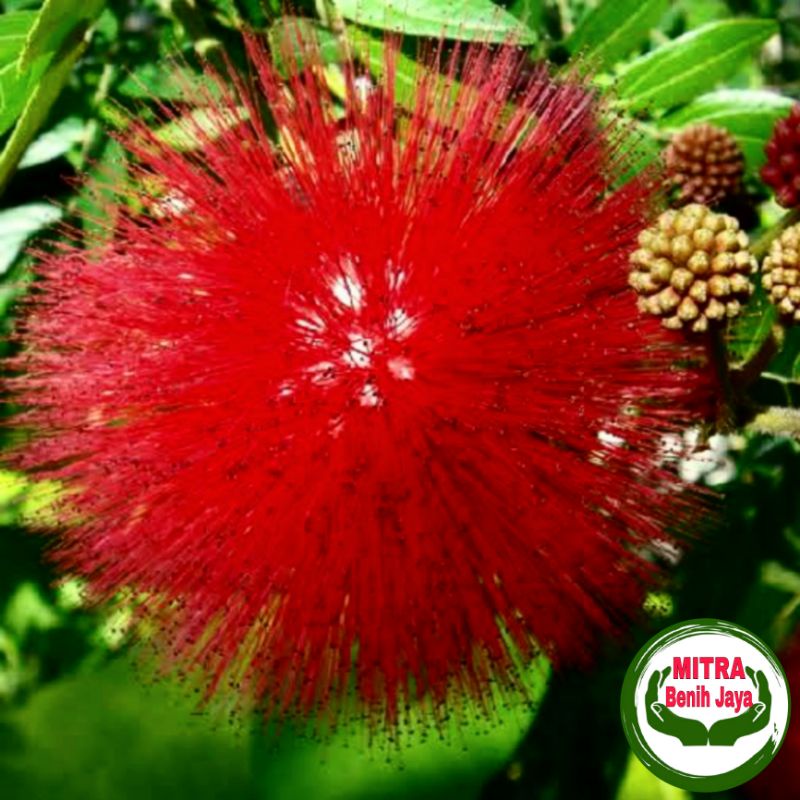 30 Biji benih kaliandra Super Merah Super / Biji Kalindra / Bibit Kalindra / Benih kaliandra Merah /