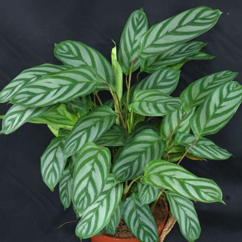 Bunga Kalatea Calathea Ctenanthe Oppenheimiana Cantik Murah Berkualitas