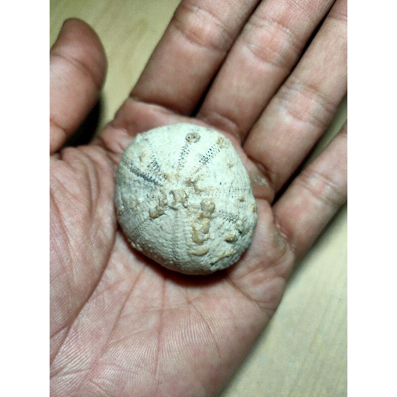 batu fosil Awar awar