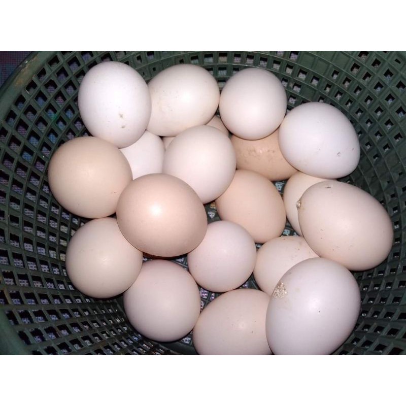 

Telor Ayam Kampung Asli