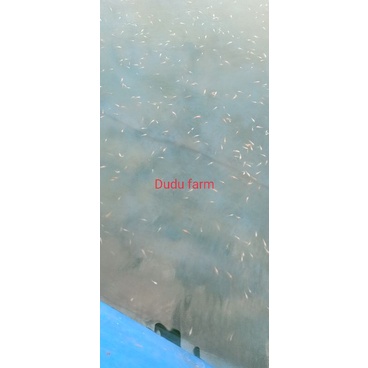 bibit larva nila bangkok