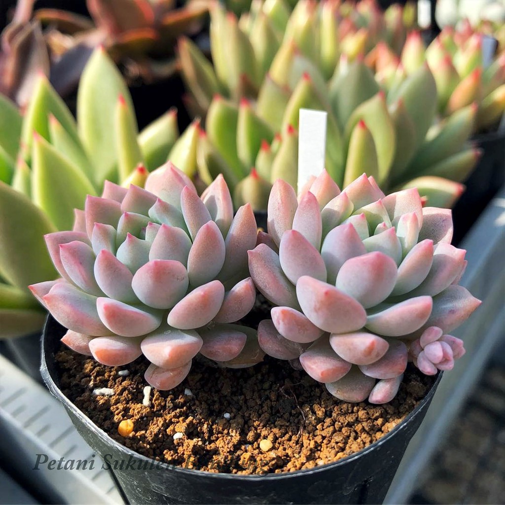 Echeveria Prolivica Sukulen import perform pink korea Kaktus Echeveria tanaman hias cactus skulen