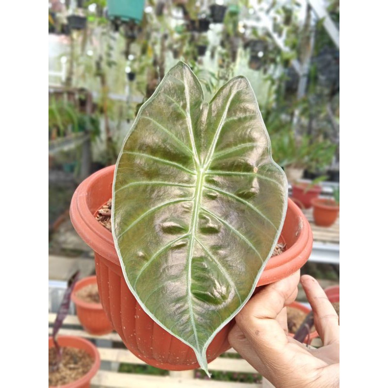 Jual Bonggol Alocasia Suhirmaniana Ukuran Kecil Shopee Indonesia