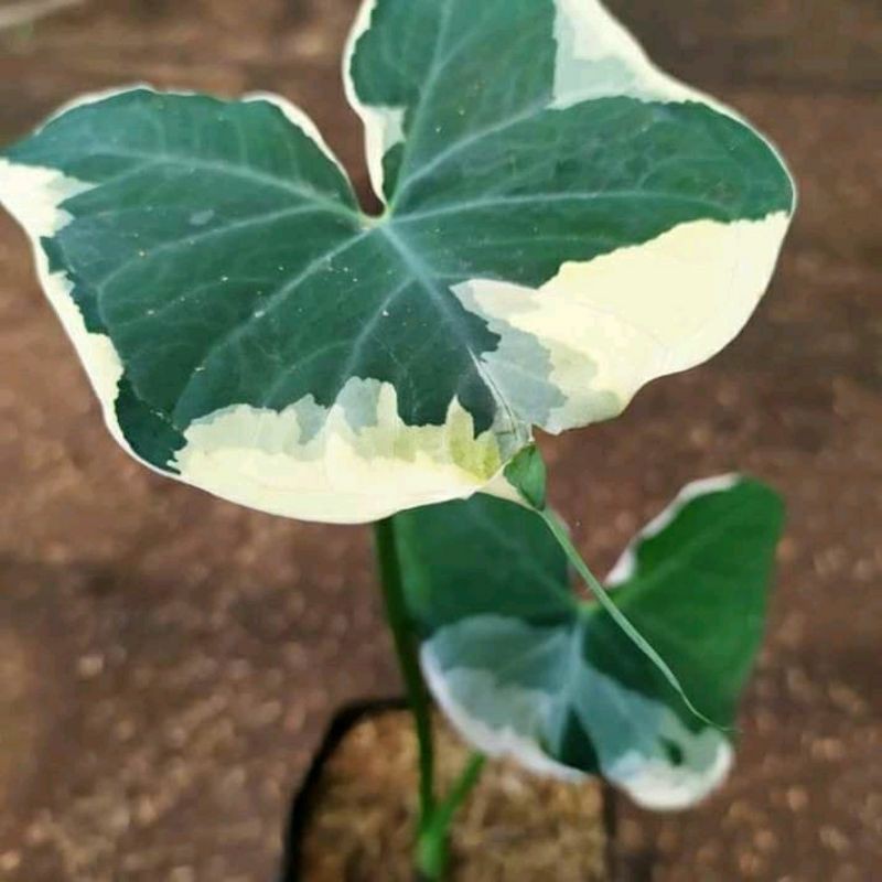 tanaman hias keladi kantong semar varigata