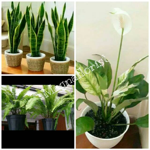 Paket hemat tanaman pembersih udara lidah mertua, peace lily varigata, pakis boston