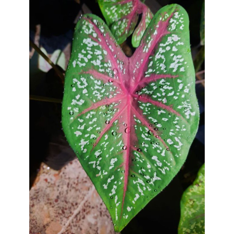 caladium red star - keladi red star