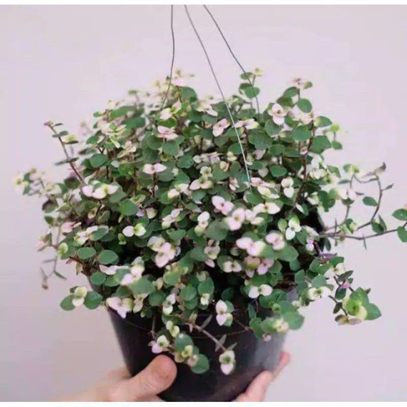 Tanaman Hias kribo Gantung, Tanaman hias gantung , kribo