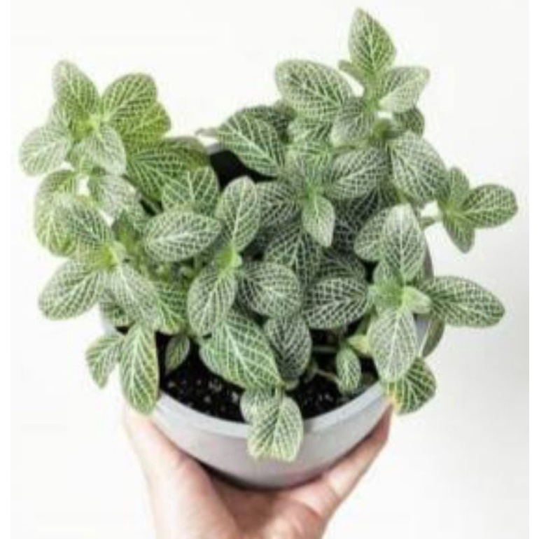 Tanaman hias fitonia mini green white / tanaman gantung fitonia hijau putih