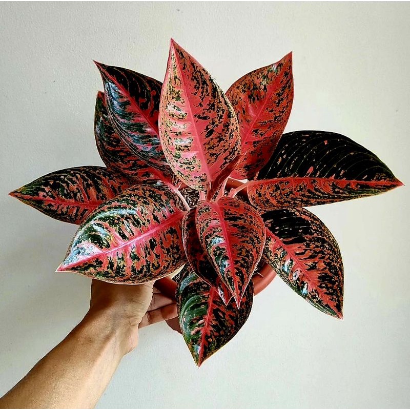 Aglonema Reanita Mutasi Perfect / Tanaman hiss bunga aglonema aglaonema Reanita mutasi clasik murah 