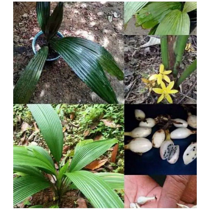 Bibit pohon marasi buah langka si pengubah rasa