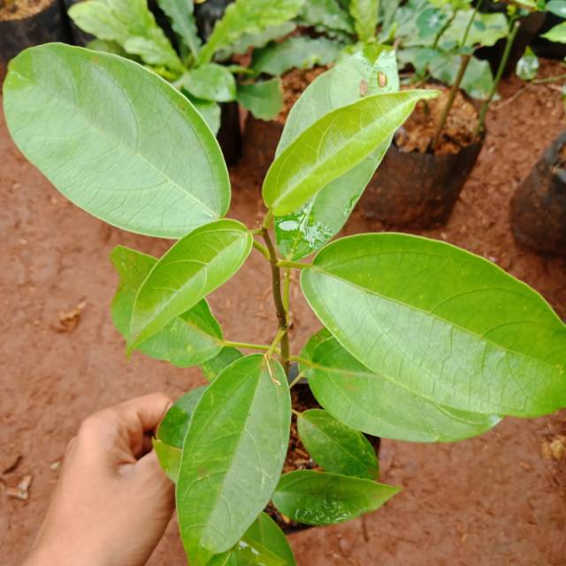 Bibit tanaman cincau hijau perdu pohon cincau hijau pohon cincau jelly