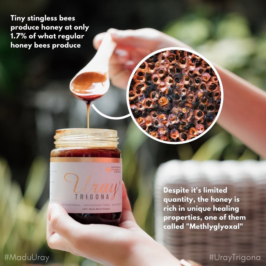

Madu Uray Trigona 300 gram - Antibakterial, Antioksidan Tinggi, Kaya Propolis dan Bee Bread