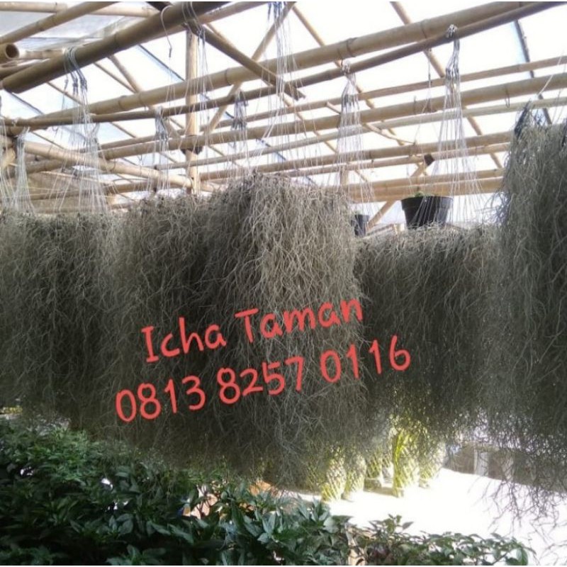 Tanaman Hias Jenggot Musa / Tilandsia - Tanaman Hias Gantung Jenggot Musa