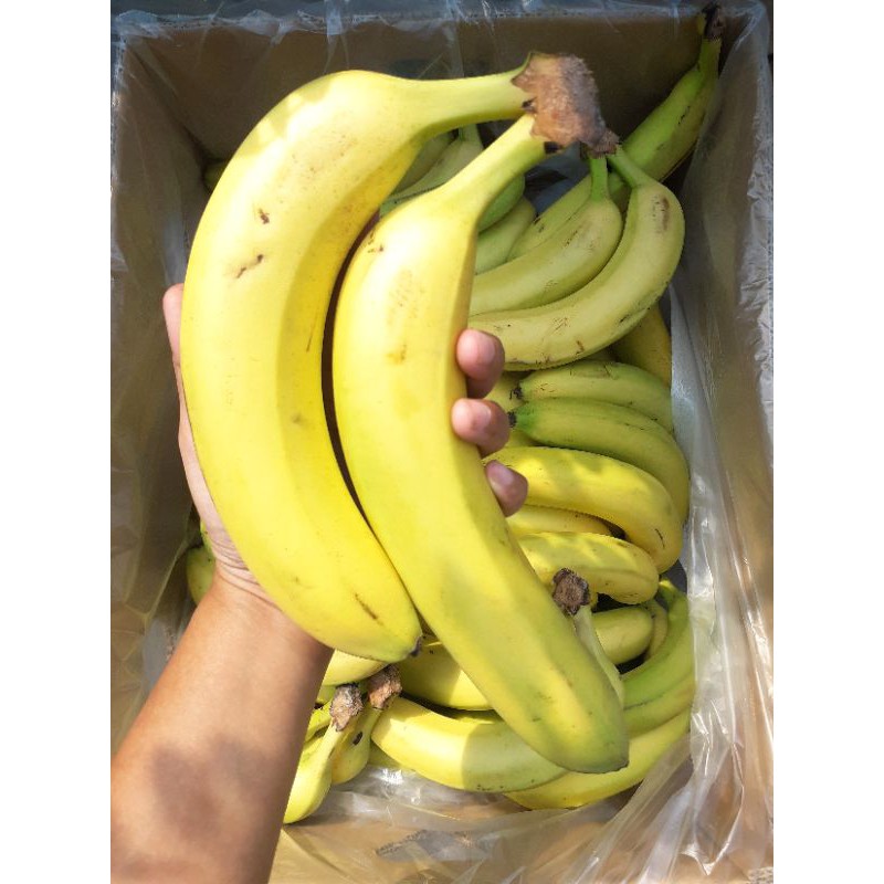 

Pisang Canvendish 500gr