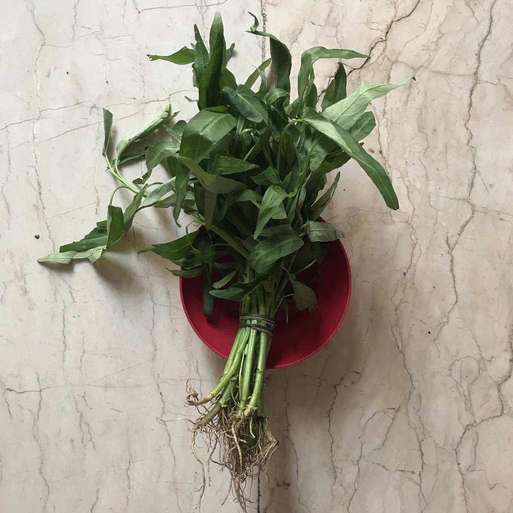 

(KIRIM INSTAN) KANGKUNG