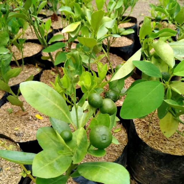 Paket 2 bibit Jeruk Kolomonde berbuah