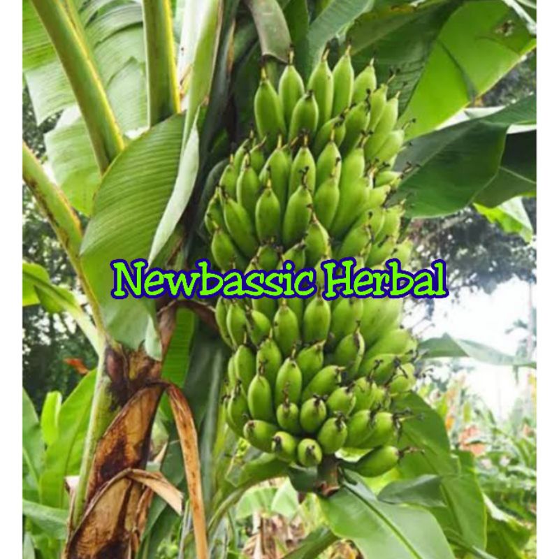 

10 kg pisang uli fresh