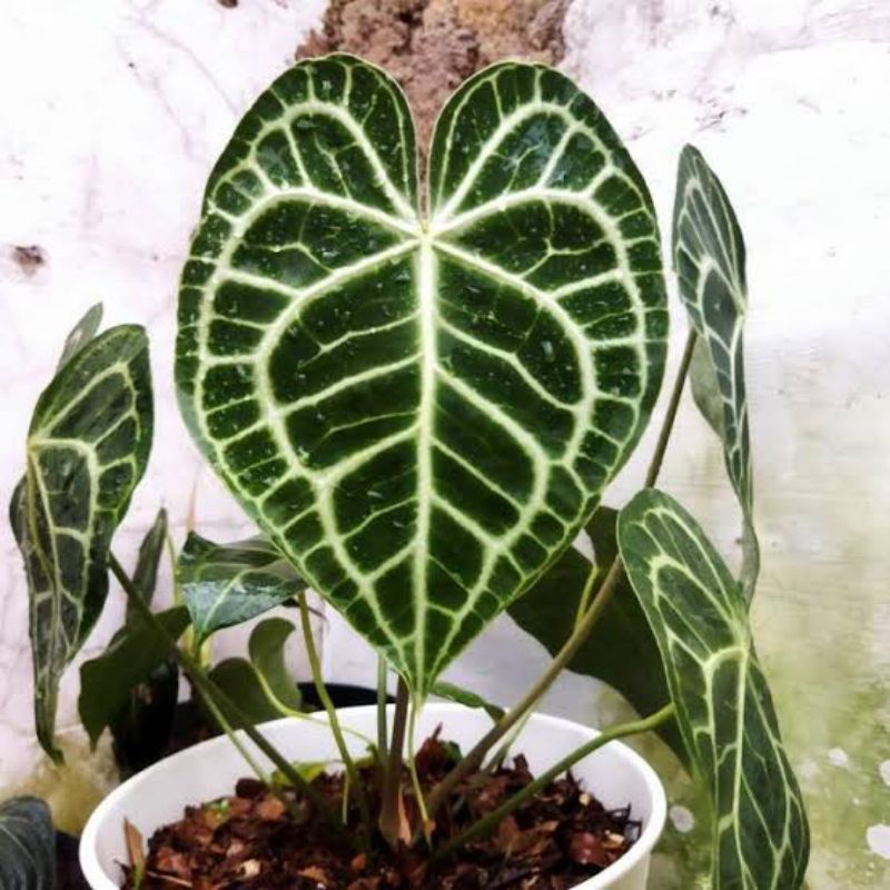 kuping gajah tarantula/ anthurium clarinervium