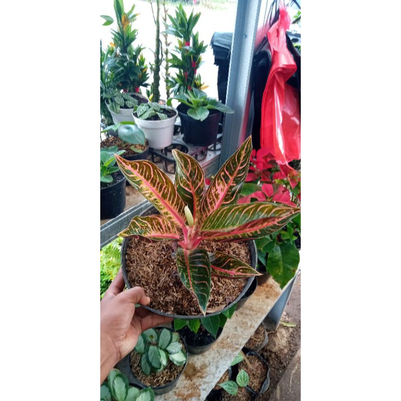 pride of sumatra (red sumatra) indukan