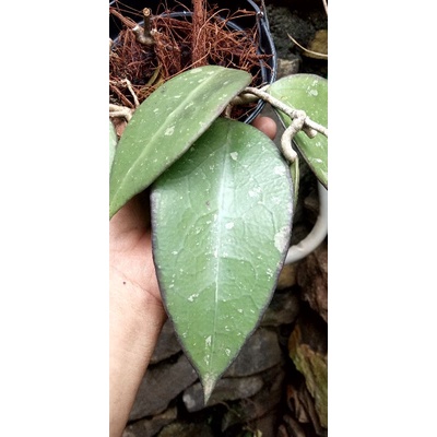 hoya vetellina margin