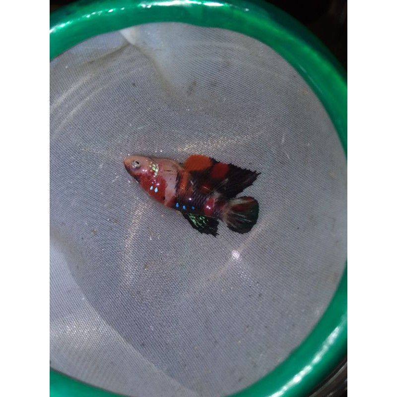 

ikan cupang red koi galaxy dan candy multicolor