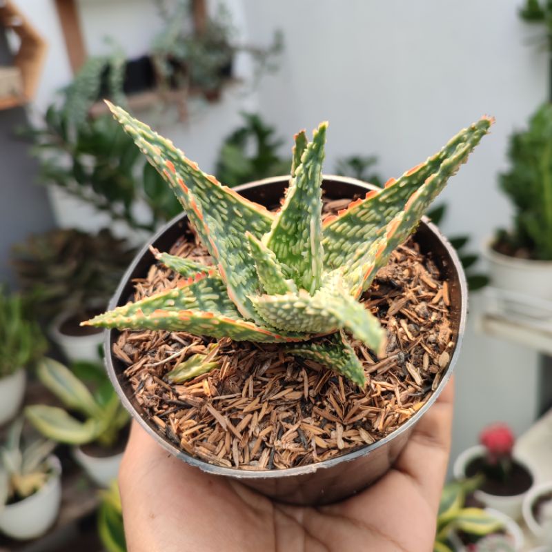 Aloe Bright Amber | DP 10cm