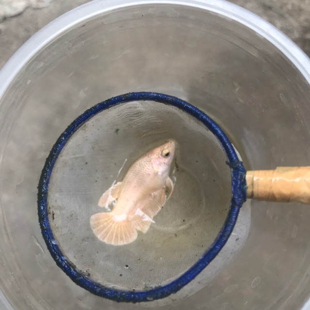female cupang gold sesuai foto