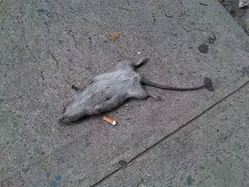 Obat Pembasmi Tikus Paling Ampuh Ramtus Racun Tikus Mati Kering Tidak Bau Racun Tikus Mobil 12 Pack