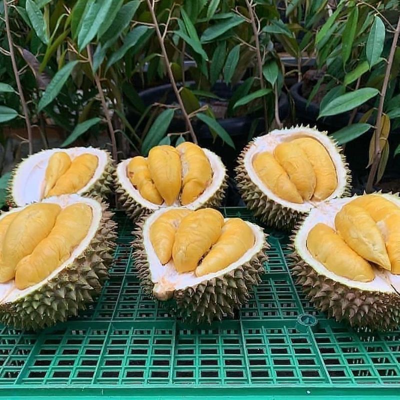 Bibit Durian Montong Super