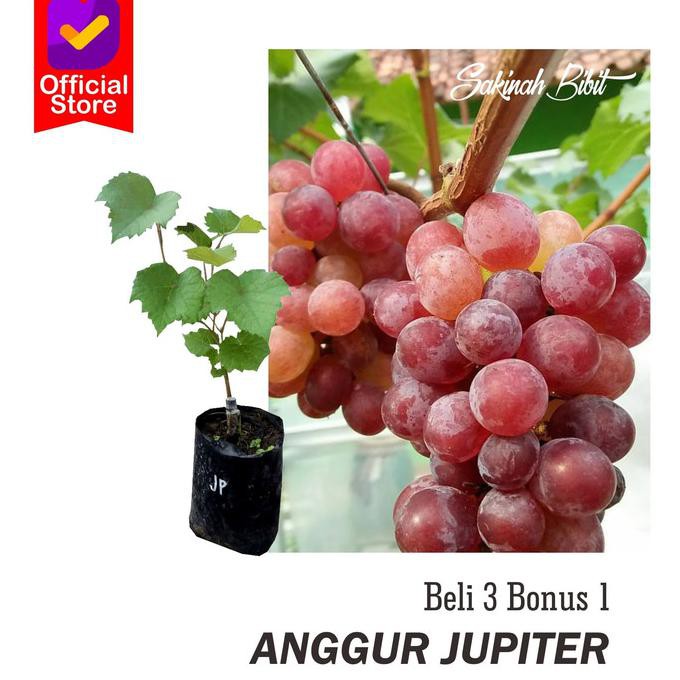Bibit tanaman buah anggur jupiter / anggur import jupiter