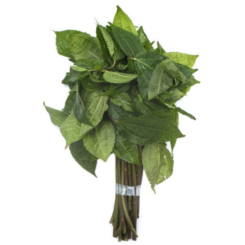 

Daun pohpohan segar /ikat