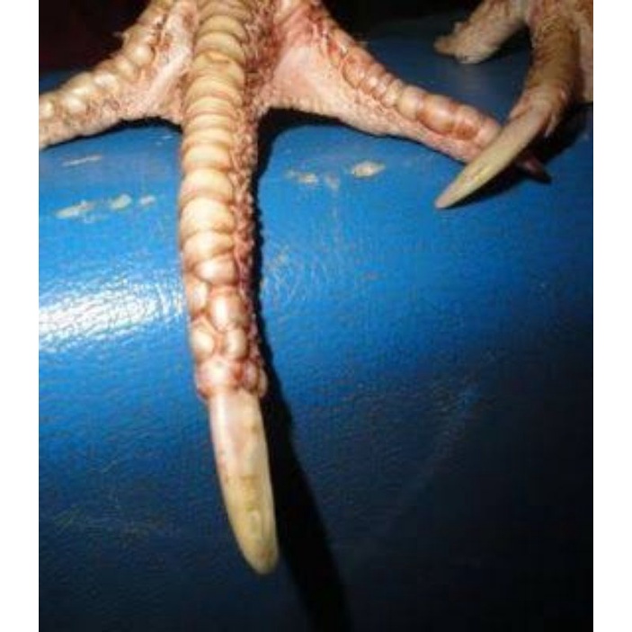 FGFG56846 telur ayam batu rante/telur ayam telapak kaki bersisik/telur fertil/telur ayam bangkok