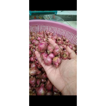 

Bawang Merah Temanggung