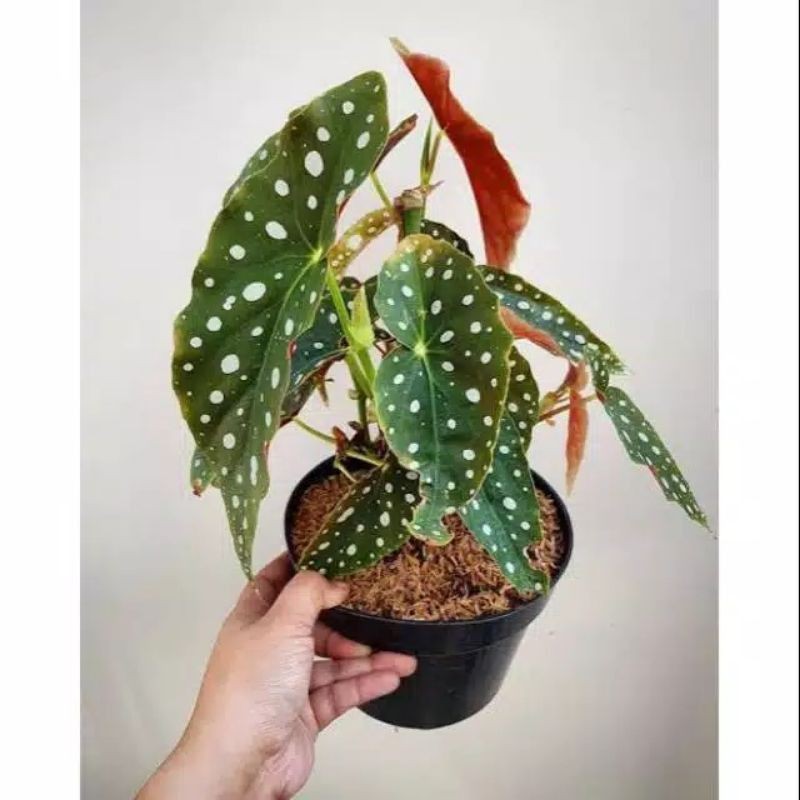 TANAMAN HIAS BEGONIA POLKADOT/TANAMAN HIAS BEGONIA POLKADOT