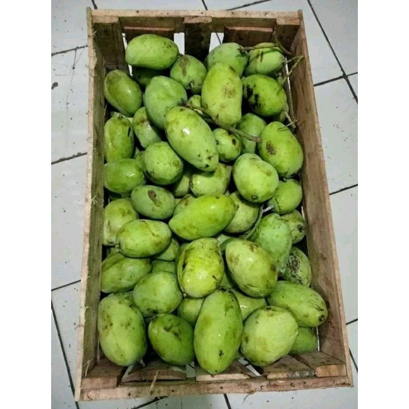 

Mangga Muda untuk Rujakan segar,/1kg