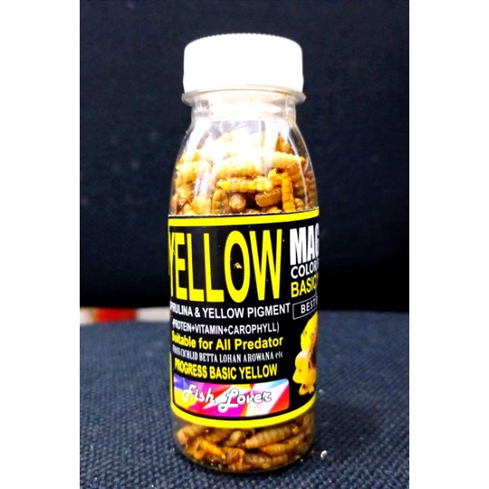 Makanan Ikan Predator Maggot Kering FISH LOVER RED BLUE YELLOW MAGGOT BOTOL COLOR BOOSTER 30gr