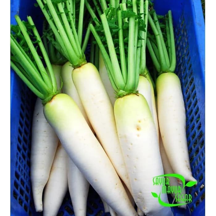 Jual Lobak Putih White Radish Segar 1kg Shopee Indonesia