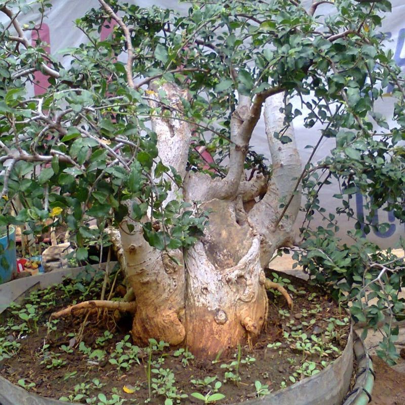 Bahan Bonsai Serut Berkarakter Tua|| Hasil Dongkelan