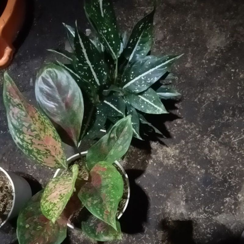 aglo red Venus ,srikit