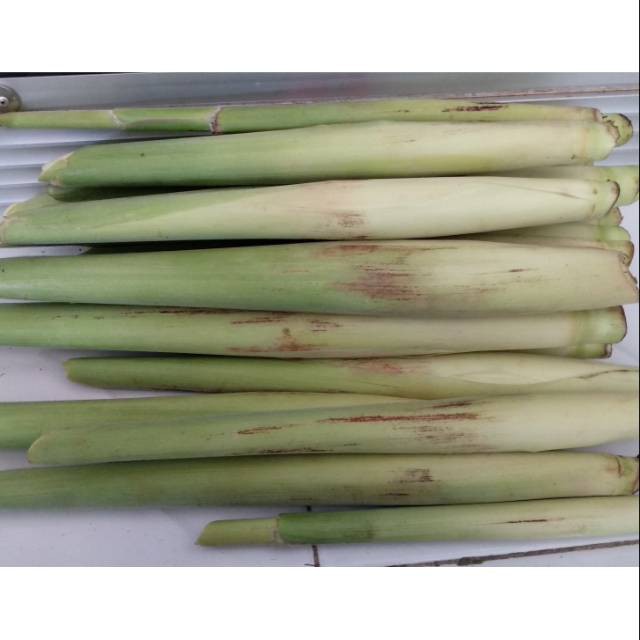 

terbaru Turubuk Turubus Terubuk TERLARIS segar