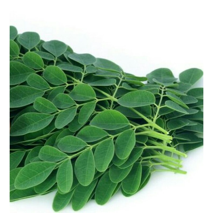 

daun kelor fresh 250 gr