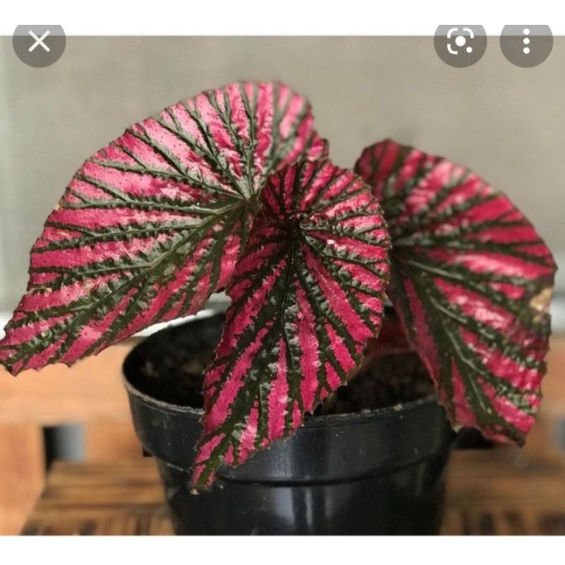tanaman begonia Rex walet sesuai ssd live