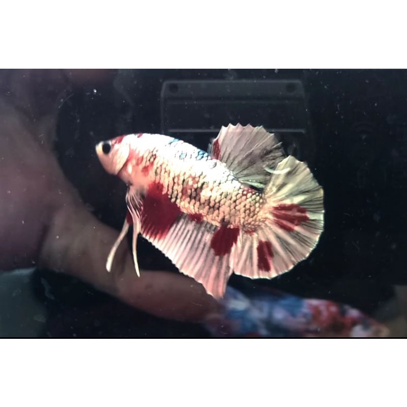 Ikan Cupang Koi Copper indukan riil pict