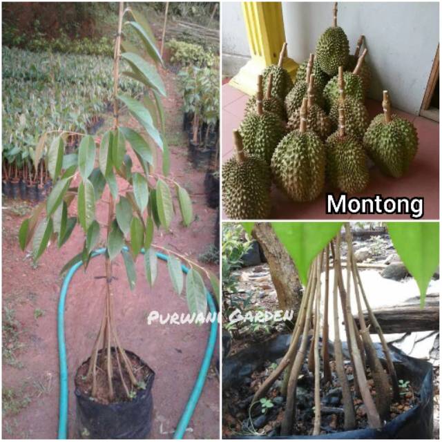 Bibit Durian Montong Kaki 10