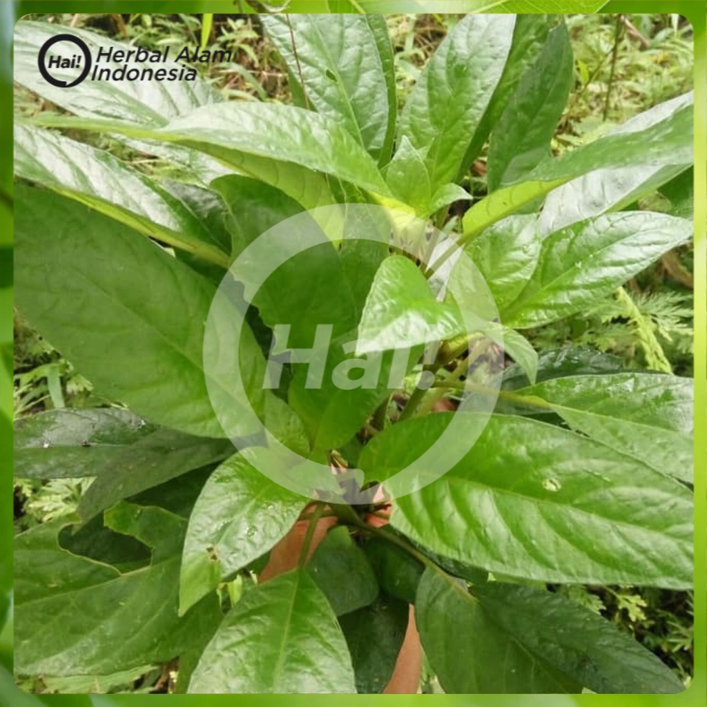 

Daun Reundeu 500Gram Lalapan Khas Sunda Jawabarat Lalap Rende