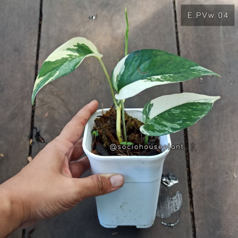 Tanaman Hias Epipremnum Pinnatum Variegata Epip Varigata