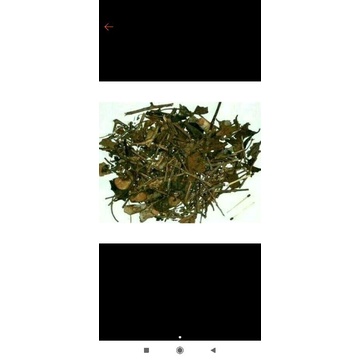 

10 G 50 GR 100 GRAM 桑寄生 TEH BENALU KERING SAN SANG SHUANG JI SHENG CHA