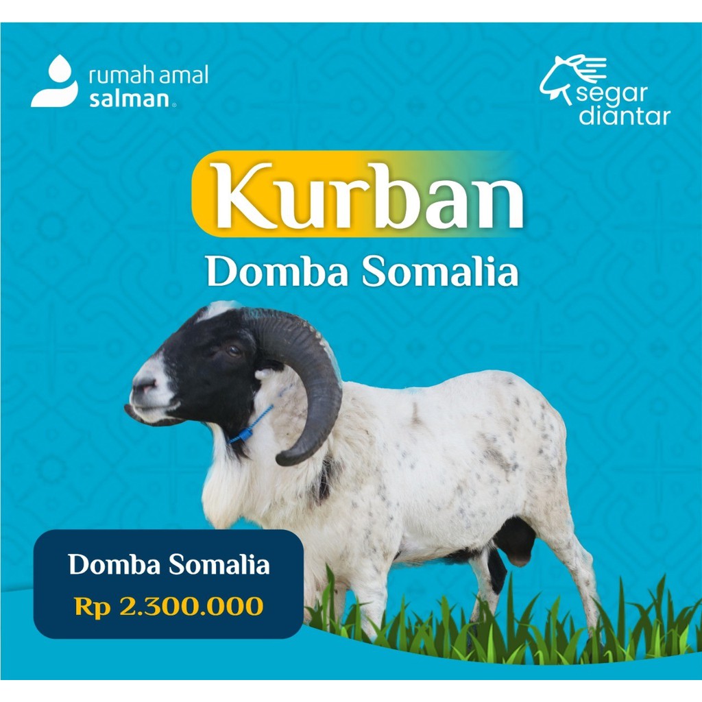 

Domba Somalia