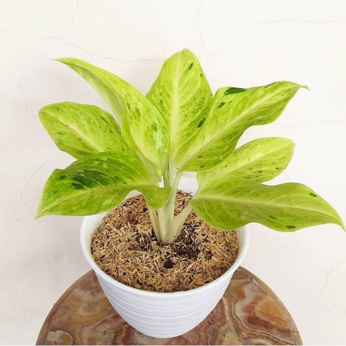 PROMO BIG SALE tanaman hias Aglonema sundrop