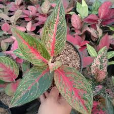 TANAMAN HIAS AGLONEMA HOT LADY/HOT FLAMING LADY
